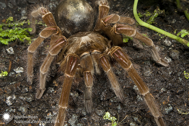 The Goliath bird-eating spider (Photo by Meghan Murphy, Smithsonian’s National Zoo, on Flickr, Creative Commons license)