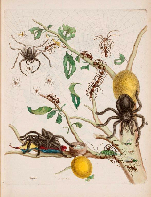 A detail from plate 18 of Maria Sibylla Merian’s Metamorphosis Insectorum Surinamensium showing, in the lower left, the spider that came to be known as the Goliath birdeater because she depicted it on a limb devouring an upside down hummingbird next to its nest 