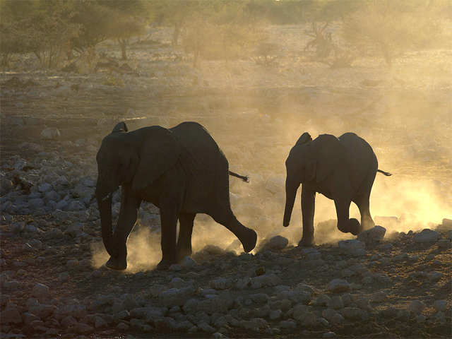 African elephants rushing for water in Namibia (Photo by Hans Hillewaert in Wikimedia, Creative Commons license)