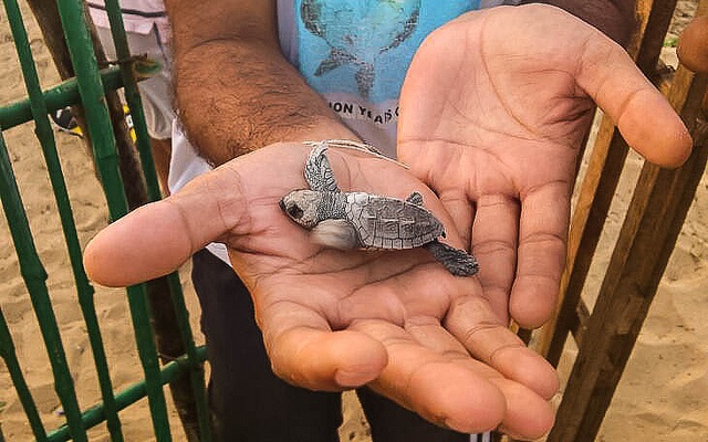 An olive ridley turtle hatchling at a beach in Chennai, Tamil Nadu (Photo by Thangaraj Kumaravel on Flickr, Creative Commons license)
