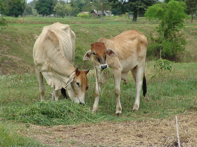 Cattle in the Mahasarakham Province, Isan region 