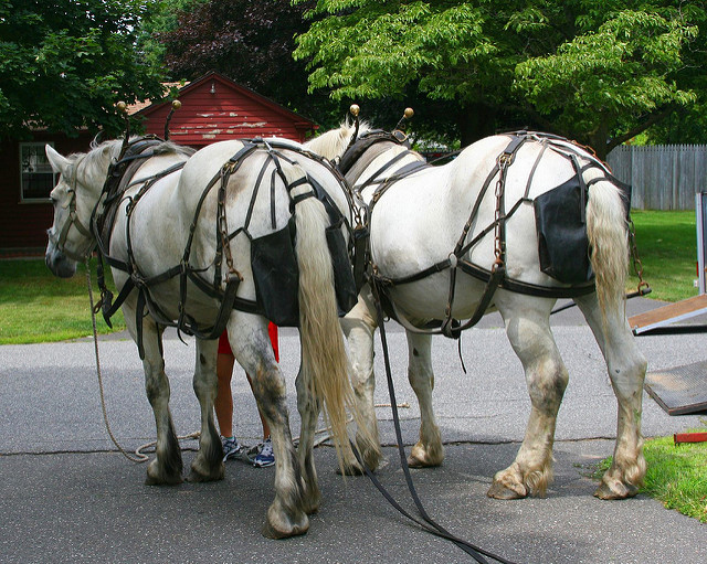 A team of horses wearing diapers 