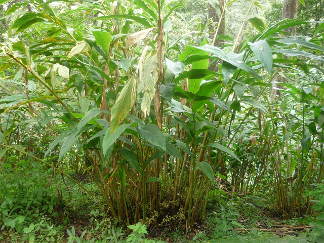 A fully grown Cardamom plant in India 