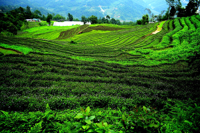 Contour farming in Sikkim 