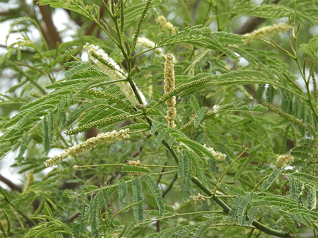 Thumma chekka, one of the acacia tree species found in India 