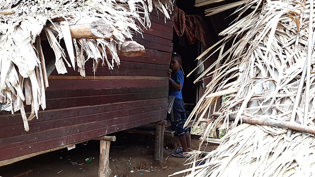 The traditional roof on a Batek home covered with nipah palm leaves, with a shy Batek child in the background 