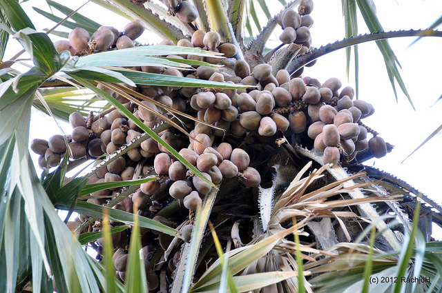 Doum fruit on a palm tree near Aswan 