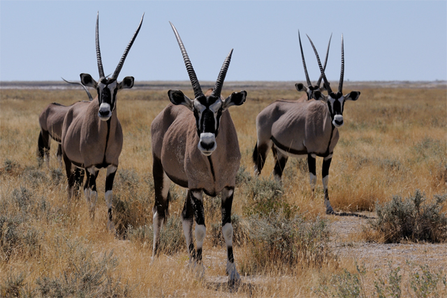 Gemsbok, an important species of wildlife in the Kalahari Desert