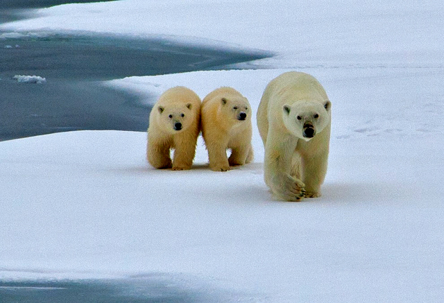 A view of polar bears on an ice flow, Northwest Passage Cruises with One Ocean Expeditions 