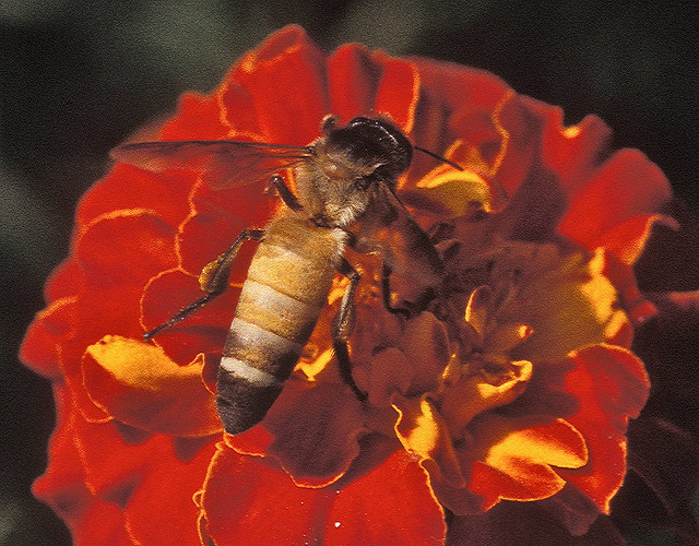 The giant honey bee, Apis dorsata, a species that forms its large combs in open, but inaccessible, spots 