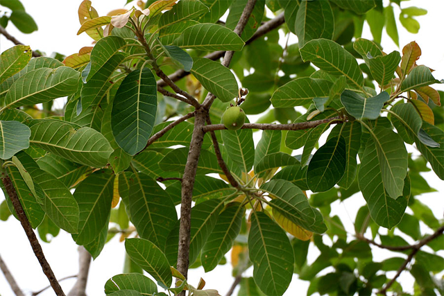 The mahua tree (Madhuca longifolia)