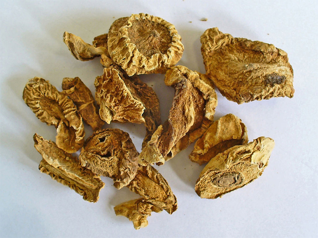 Chopped up and dried roots of the devil’s claw, Harpagophytum procumbens