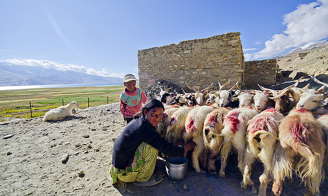A woman shepherd in southeastern Ladakh milking her goats