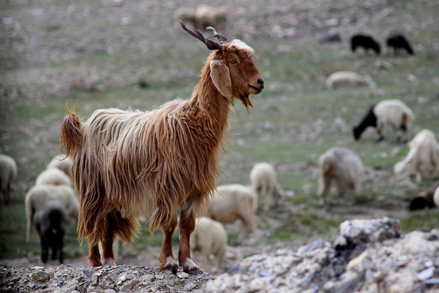 Pashmina goats in Ladakh 