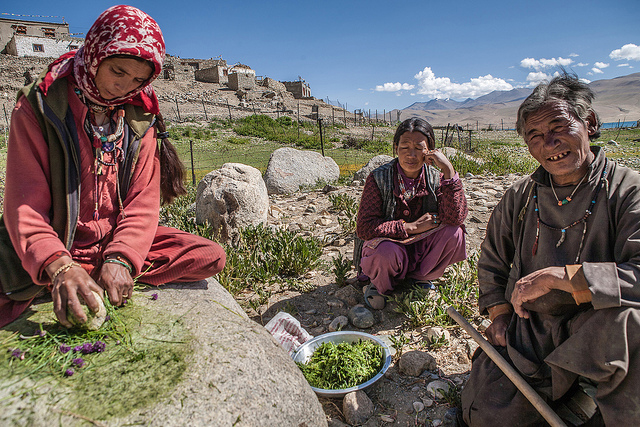 Women in Korzok, Ladakh, grinding spices in the traditional way