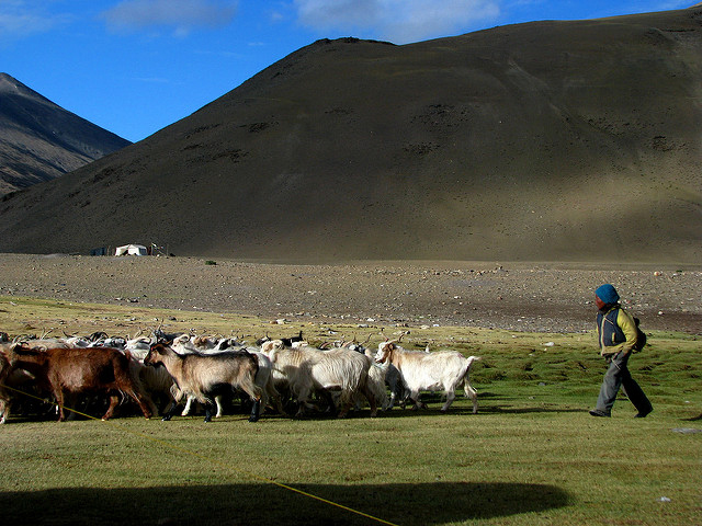 A young Changpa taking the family goats out to graze