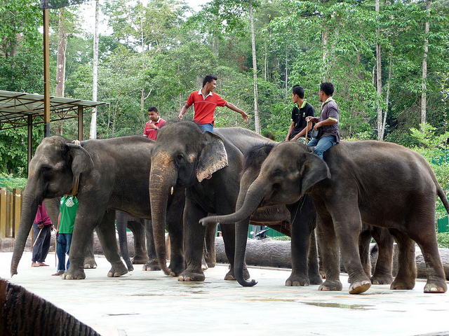 Elephants at Kuala Gandah with their mahouts 