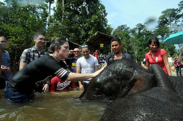 Visitors help to wash a young elephant at the Kuala Gandah Elephant Conservation Centre 