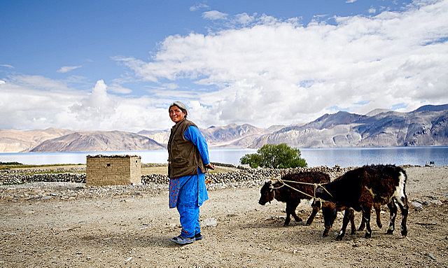 Ladakhi farmer with cattle 