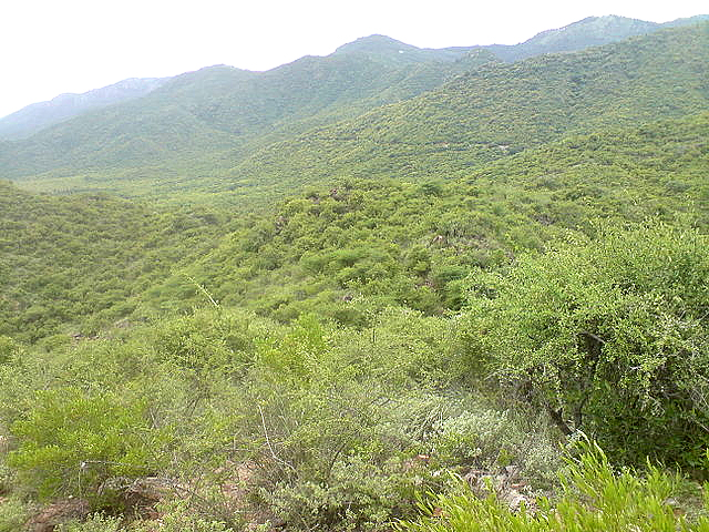 The Sirumalai forested hills in the Dindigul District of Tamil Nadu 