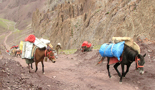 Mules transporting supplies near Rumbak, in the Hemis National Park 