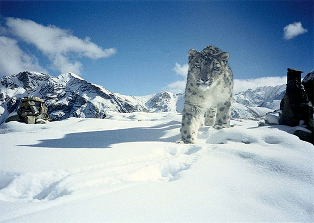 A snow leopard in the Hemis National Park 