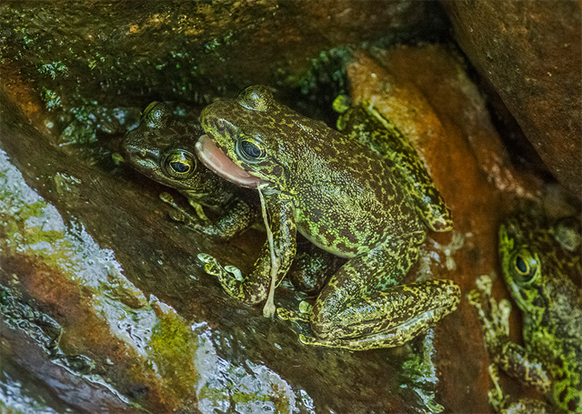 The hill stream frog (Amolops formosus) is found widely in the mountain waterways of northern India 