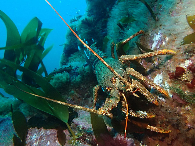 A Tristan lobster 