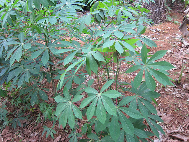 Cassava plants, from the roots of which Tapioca is extracted 