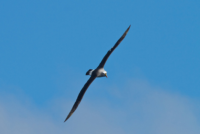 A yellow nosed albatross photographed over Tristan by Brian Gratwicke 