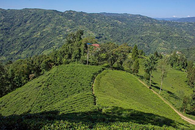 A tea garden in the hills of the Ilam District of Nepal (Photo by Saroj Pandey in Wikimedia, Creative Commons license)