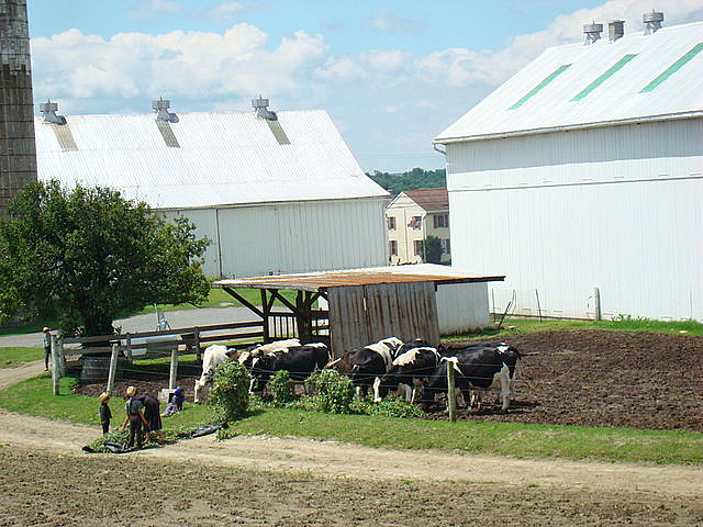 An Amish woman and children feeding their cattle on a Lancaster County farm