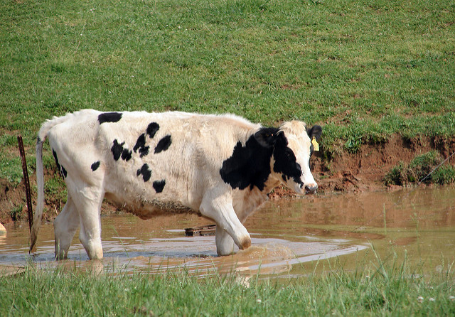 A cow in a stream on an Amish farm in Orange County, Indiana 