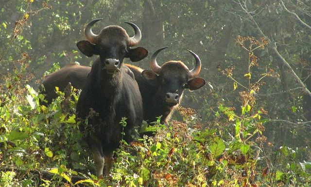 Wild gaur at the Parambikulam wildlife sanctuary 