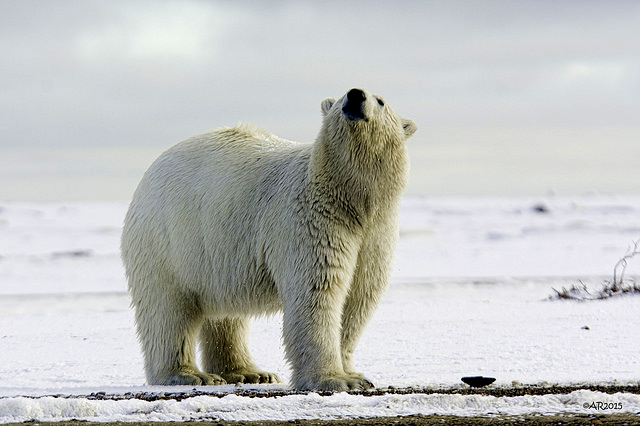 Is the polar bear sniffing for human scents? 