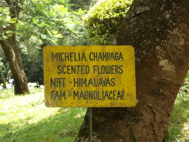 The magnolia Michelia champaca is noted on a signboard in Sim’s Park, a nature preserve in Coonoor, the Western Ghats of Tamil Nadu 