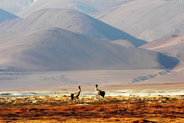 A pair of black-necked cranes at Tsokar-Changthang in Ladakh 