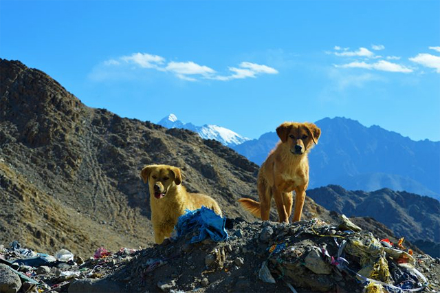 Street dogs near a home in Leh 