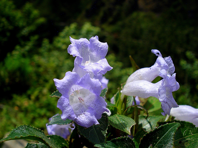 The neelakurinji (Strobilanthes kunthiana), a shrub growing in the Western Ghats that blooms once every 12 years 