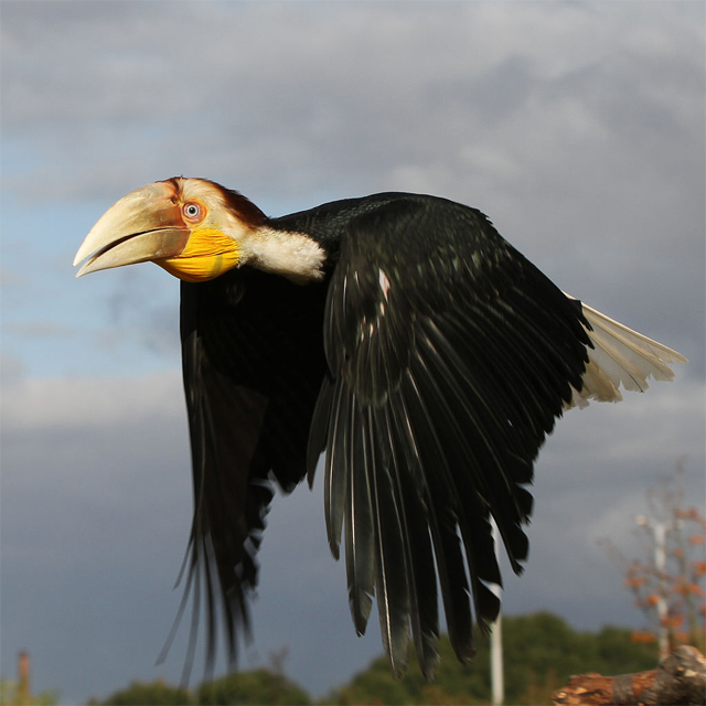 A wreathed hornbill juvenile male at a zoo in Rotterdam