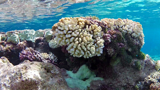 A coral reef in French Polynesia 