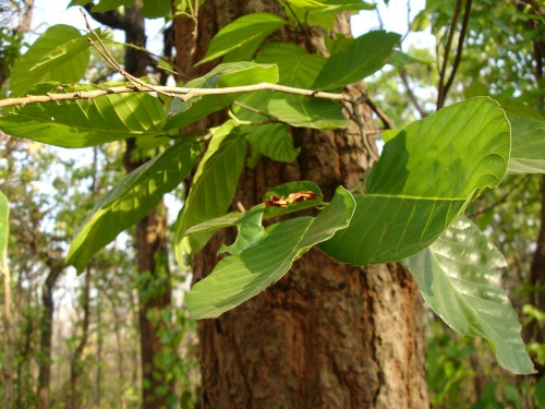 Sal trees (Shorea robusta) such as this one are large, dominant forest giants in India 