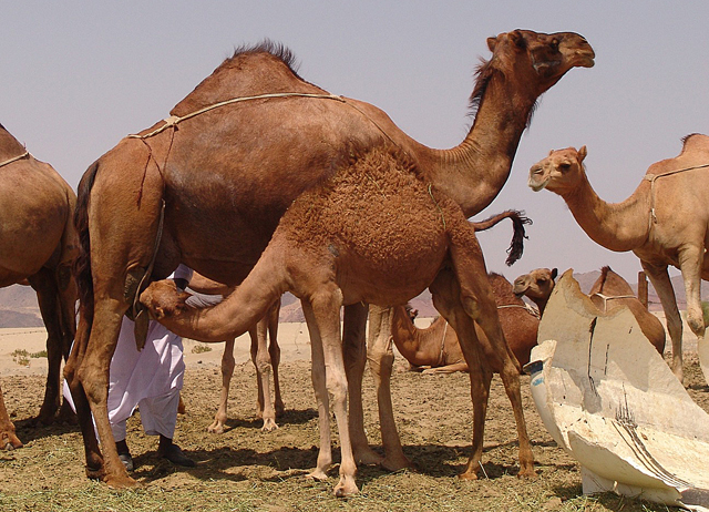 A nursing camel in Saudi Arabia 
