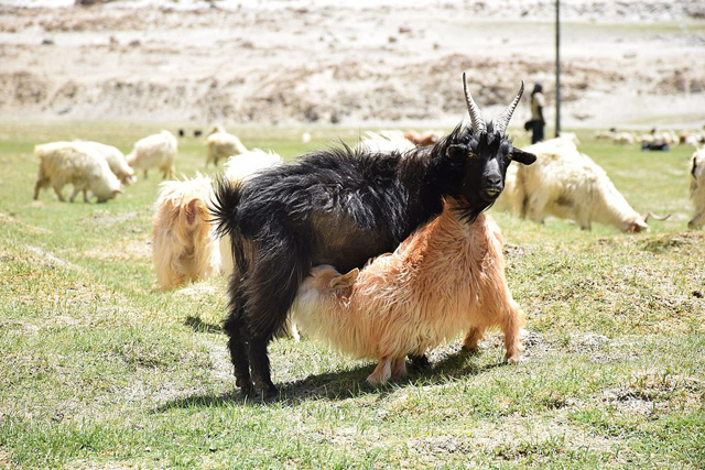 A pashmina goat nurses her kid in Ladakh 