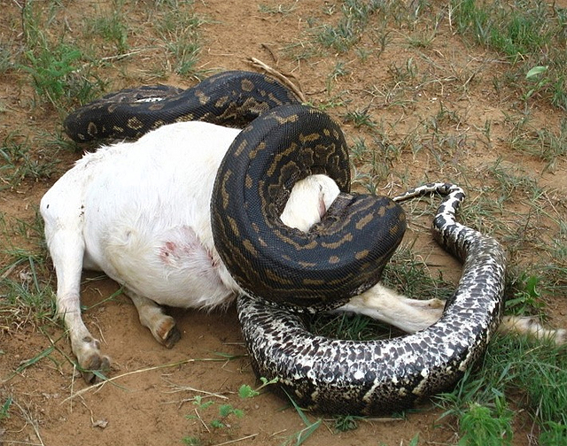 An African rock python attacking a pregnant goat in Zimbabwe 