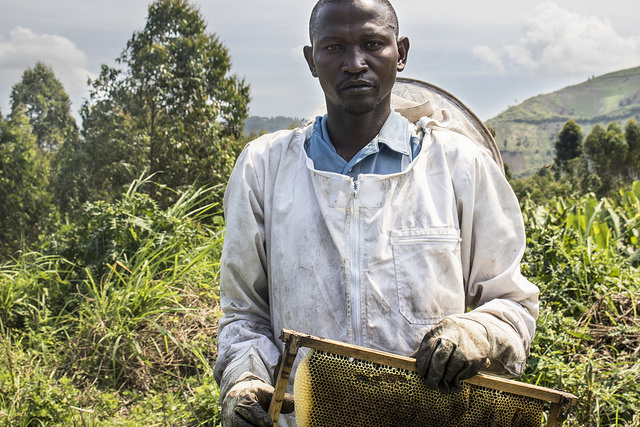 Beekeeping in Luhonga, Eastern Congo 
