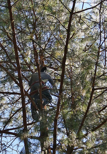 A worker in a pine tree in Ixtlán de Juárez, Mexico 