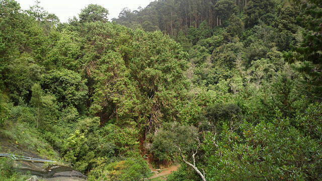 A trail through a thick forest at Kodaikanal 