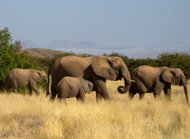 Elephants in Namibia 
