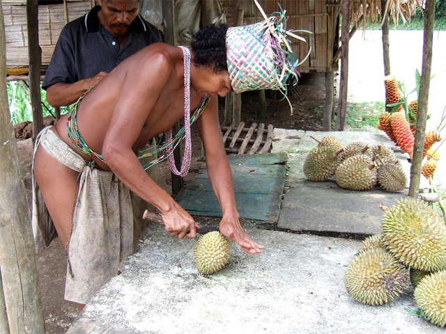 A Semai man wearing a traditional hat cuts durian fruits 
